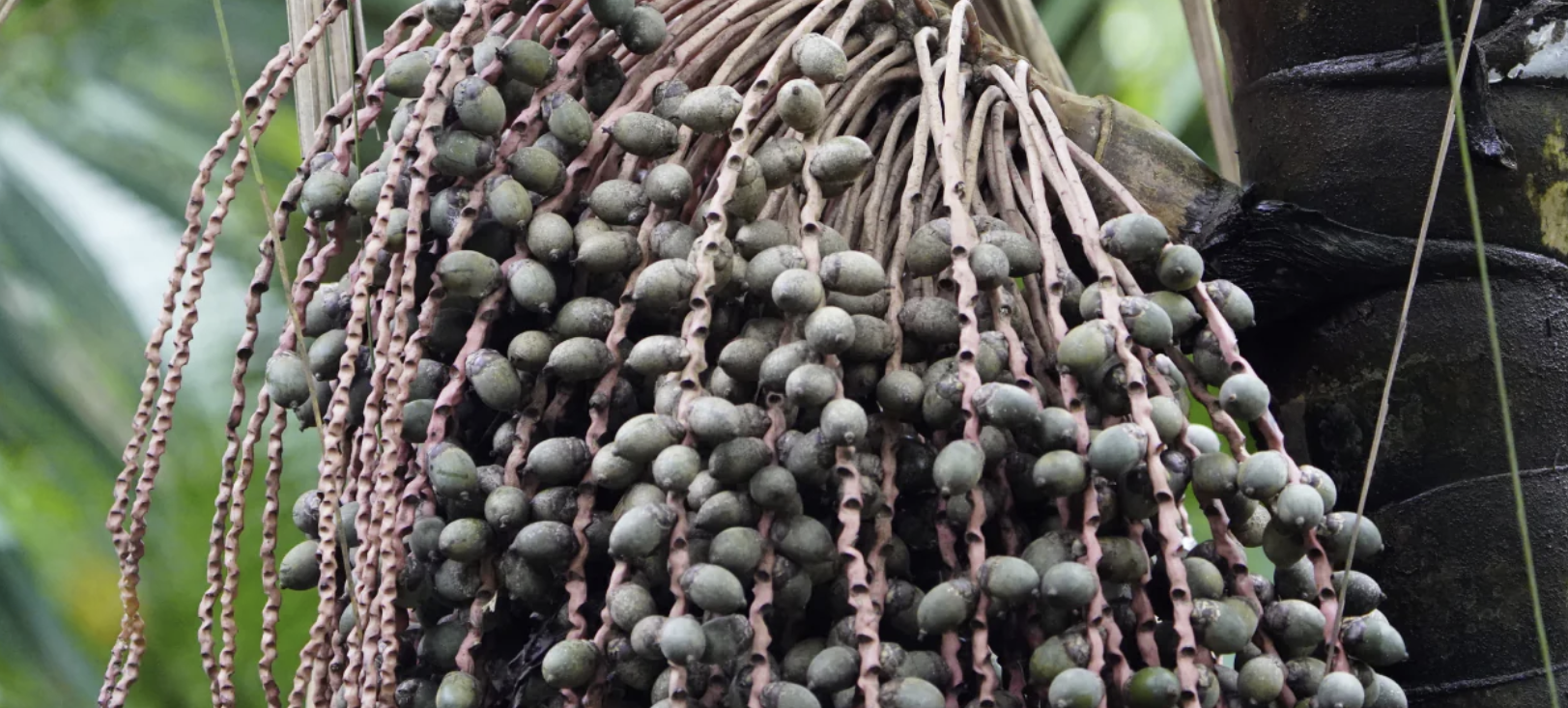 bacaba