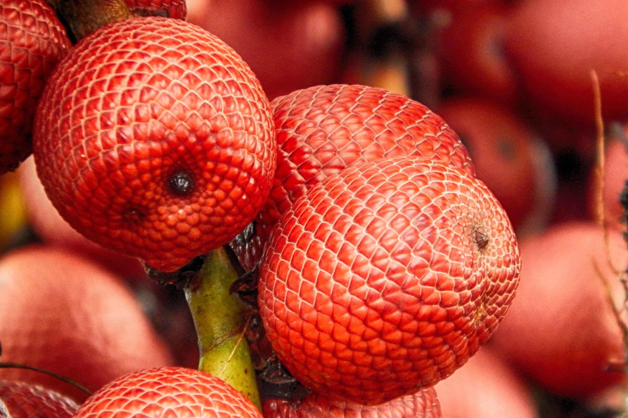 Buriti