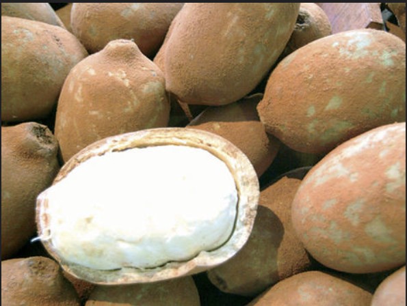 cupuacu